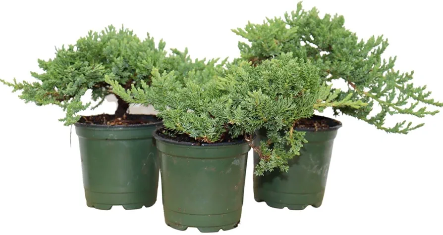 Windswept Juniper Bonsai Trees - Easy to Care for, Responds Well to Wiring and Reshaping, Strictly an Outdoor Bonsai Tree, 4-inch Plastic Pots, 3 Tree Set