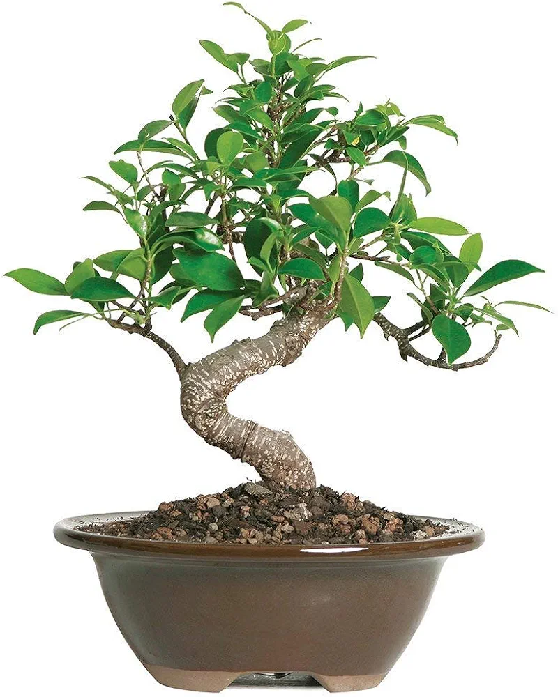 Brussel's Bonsai Live Golden Gate Ficus Indoor Bonsai Tree - 4 Years Old; 5" to 8" Tall with with Decorative Container,