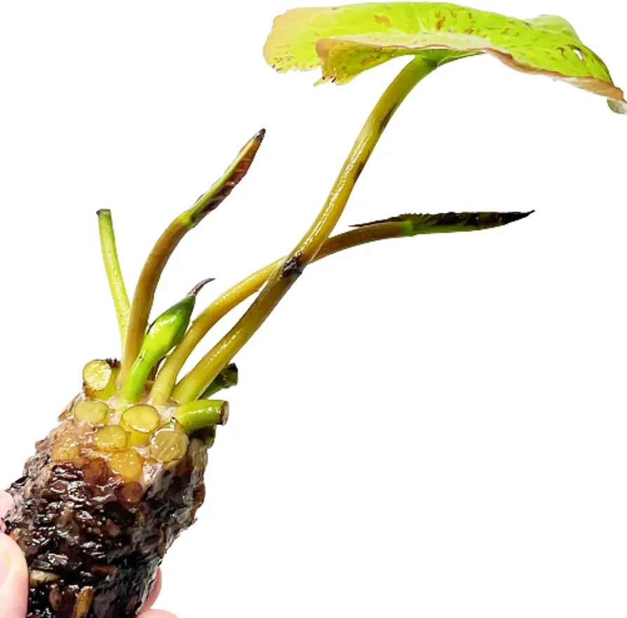 Blue Nymphaea Geena Live Aquarium Plant Tropical Water Lilies Tuber for Freshwater Fish Pond Balcony