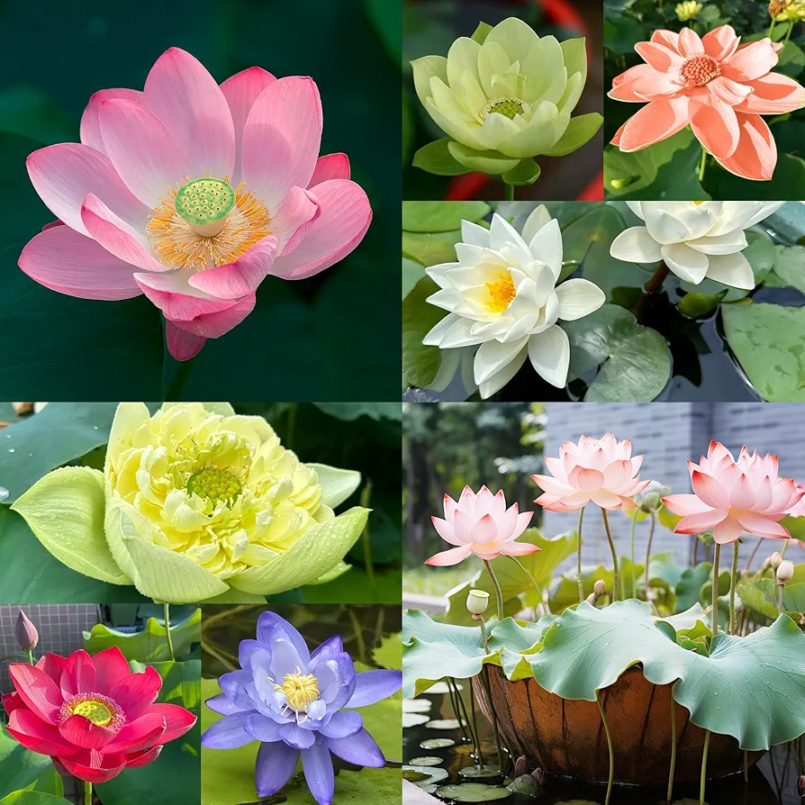 160+ Bowl Lotus Seeds Mixed Lotus Seeds for Planting Water Features Lotus Flower Seeds Indoor Bonsai Outdoor Pond Aquatic Plants Flowering Grow Easily