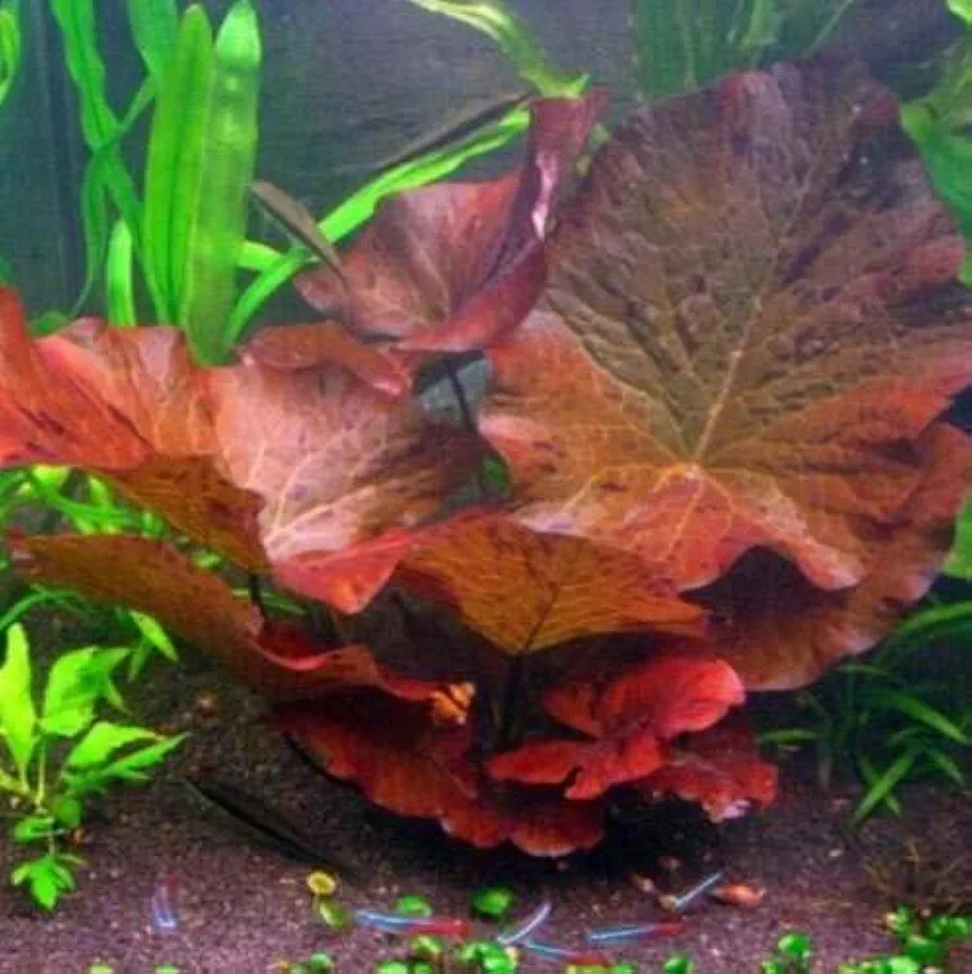 Dwarf Water Lily Nymphaea Stellata Rubra Live Aquarium Plant B2G1