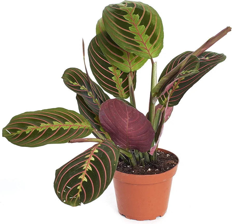 Hirt's Red Prayer Plant - Maranta - Easy to Grow House Plant - 4" Pot