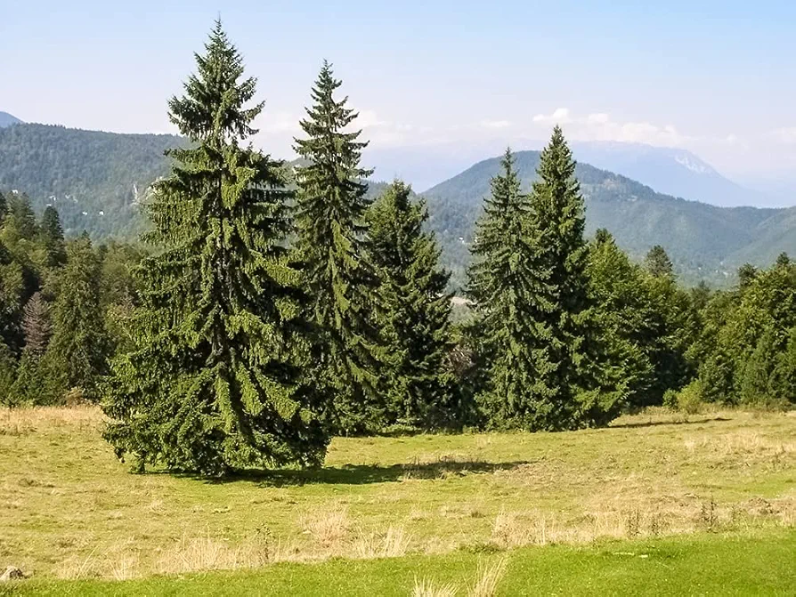 Norway Spruce Tree Seeds - 50 Seeds - Beautiful Evergreen Tree Seeds - Picea abies