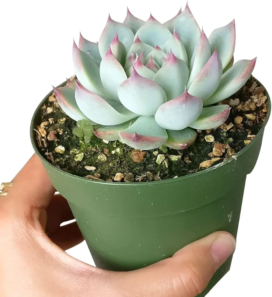 Echeveria Tippy Pink Tip Pointy Lotus Succulent (4 inch + Plastic Pot) | Healthy Succulent Echeveria Live Easy Care Indoor House Plant, Fully Rooted in 2/4/6 inch Sizes