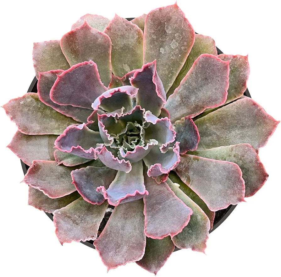 Sprout N Green Echeveria ‘Neon Breakers’, Live Succulent Fully Rooted in 4in Pot, Rare House Plant for Home Office Wedding Hanging Decoration, DIY Projects, Party Favor