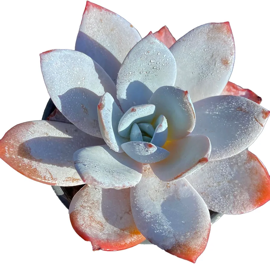 Echeveria White Lotus Rare Live Succulent Plants, White 1 Head 2inches Indoor Succulents Plants Live,Bare Root Without Pot Soil,Baby Shower Bridal Shower Room Decor Plant Lover Gift