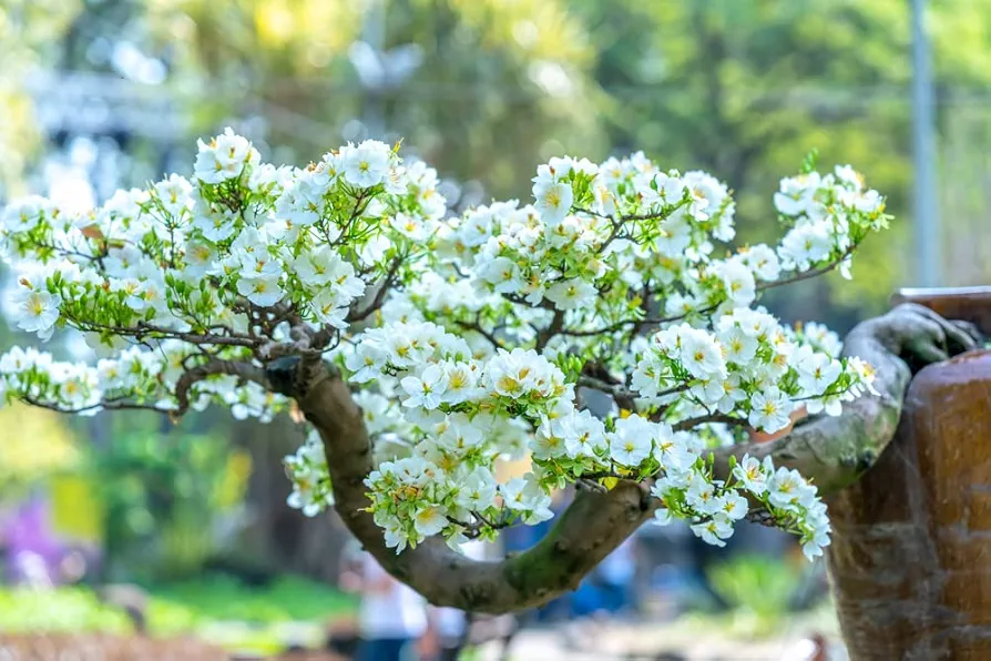 Apricot Bonsai Tree Seeds - 3 Large Seeds for Planting