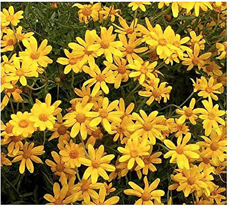 Oregon Sunshine Seeds - Eriophyllum lanatum Seeds