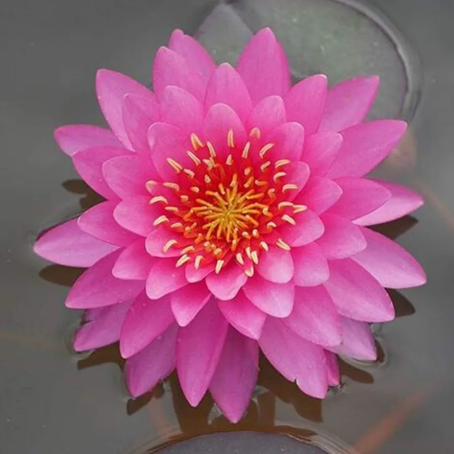 Colorado Pink Hardy Water Lily Rhizome Live Aquarium Pond Plant BUY2GET1FREE