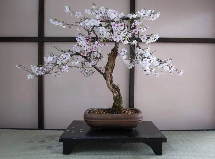Bonsai Black Cherry Tree Seeds - 20 Seeds - Grow a Fruit Bearing Bonsai Tree