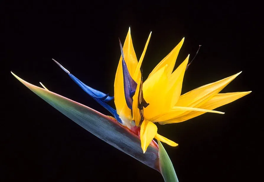 Yellow Bird of Paradise Flower Seeds - 5 Seeds to Grow - Great Indoor Tropical Plant or Bonsai - Strelitzia reginae