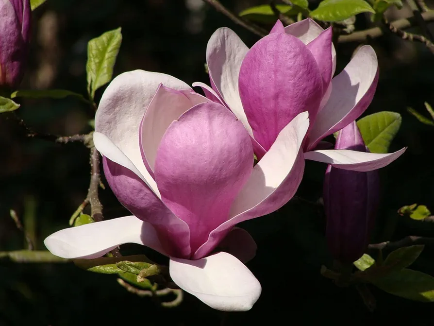Saucer Magnolia Tree Seeds - Flowers Look Like Saucer Cups - (5 Seeds)