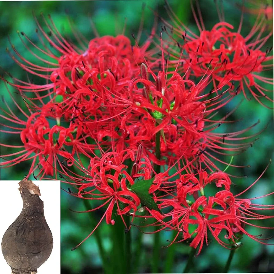 Lycoris Radiata Bulbs Nerine Bowdenni Bulbs Red Bowden Lily Bulbs Red Spider Lily Hardy Nerines Bulbs Mixed Bulbs Bulbs Easy to Plant Red Cornish Lily Bulbs .(Diameter: 10cm.one Bulbs) (red)