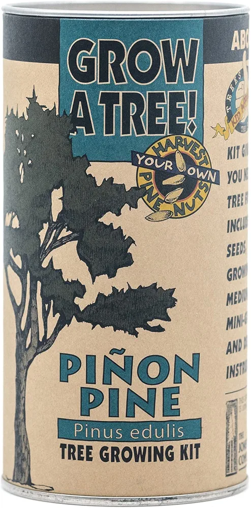 Piñon Pine | Tree Seed Grow Kit | The Jonsteen Company