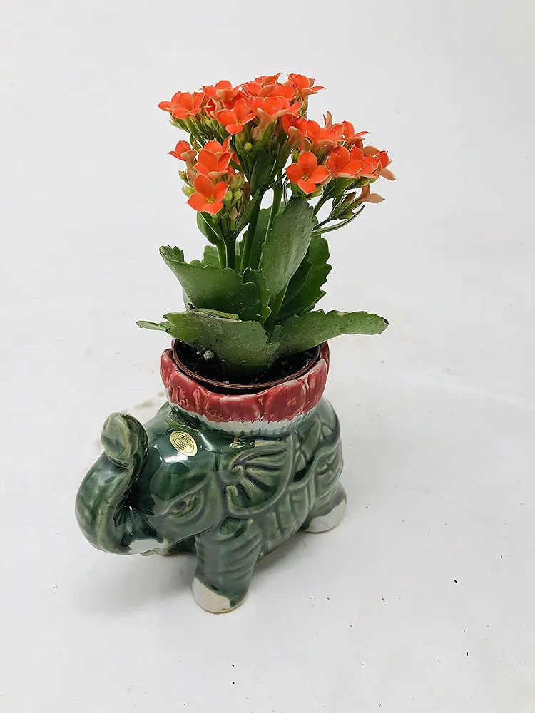 Kalanchoe Rosebud 2" Pot in Lotus Flower Elephant Vase