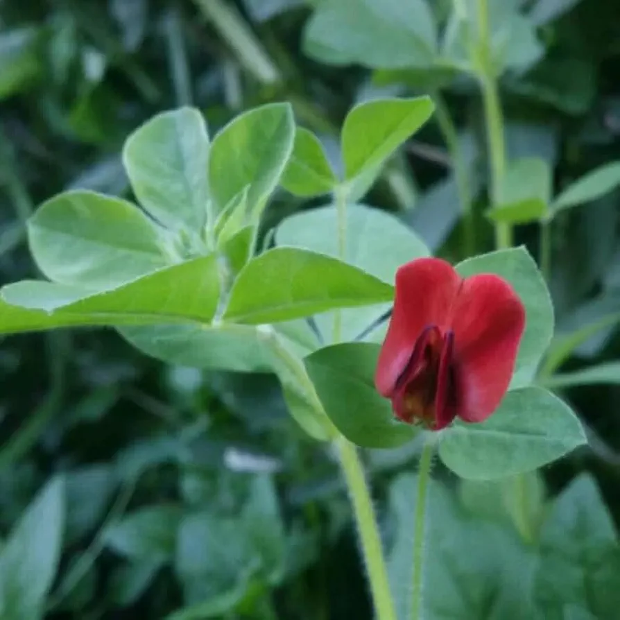Lotus tetragonolobus (Squarepod Deervetch) Flower Seeds, Attractive, Bright Red to Reddish-Orange Flowers, Seeds by MySeeds.Co, You Choose The Amount (0.5 oz)