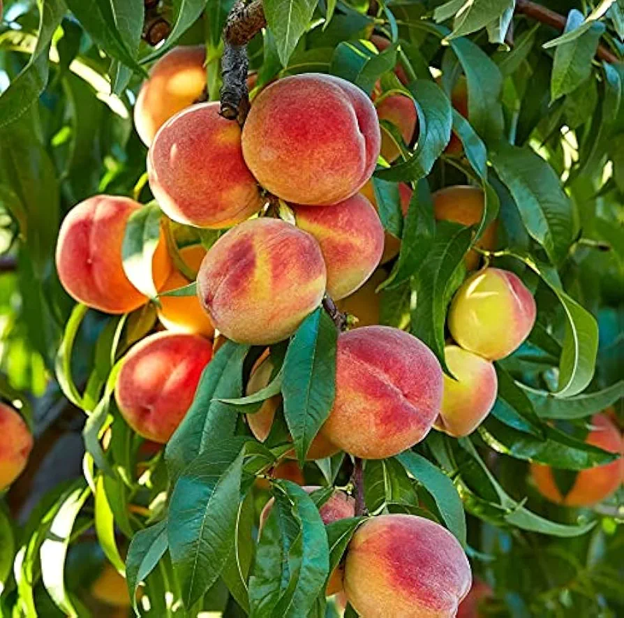 Peach Tree Seeds - 2 Large Seeds - Grow Fruit Bearing Bonsai - Made in USA. Ships from Iowa