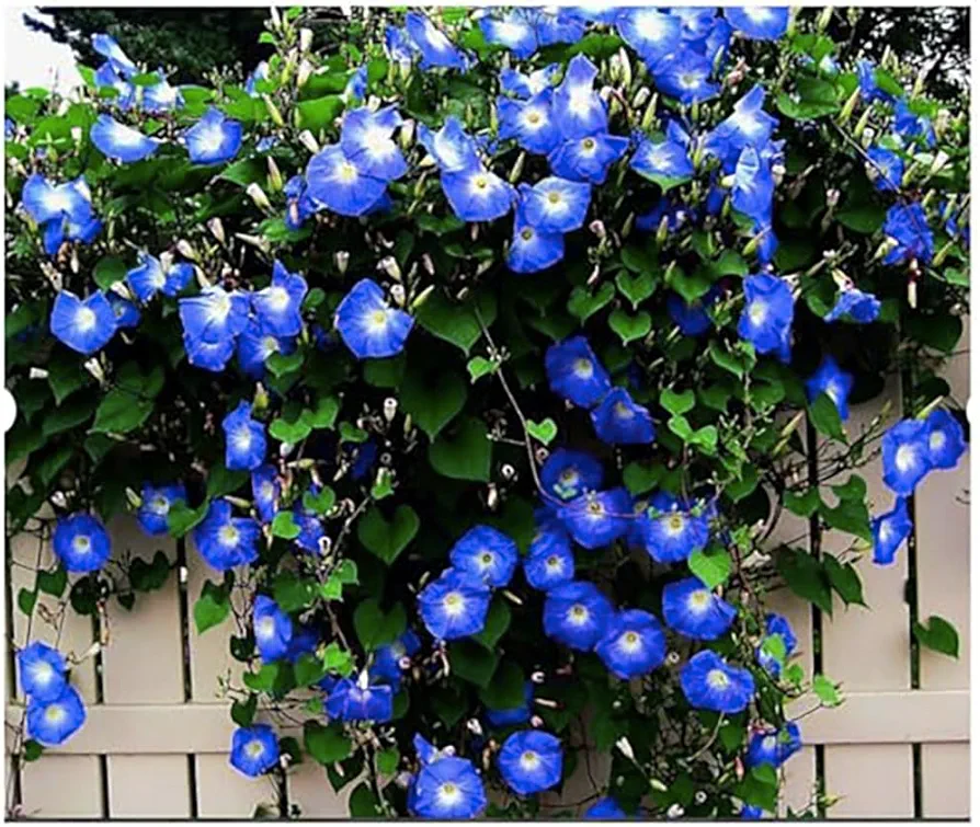 250 Heavenly Blue Morning Blooming Vine Seeds – Morning Glory Seeds for Planting Outdoors – Attracts Butterflies & Hummingbirds – Heirloom Blue Morning Glory Live Plant by Marde Ross & Company