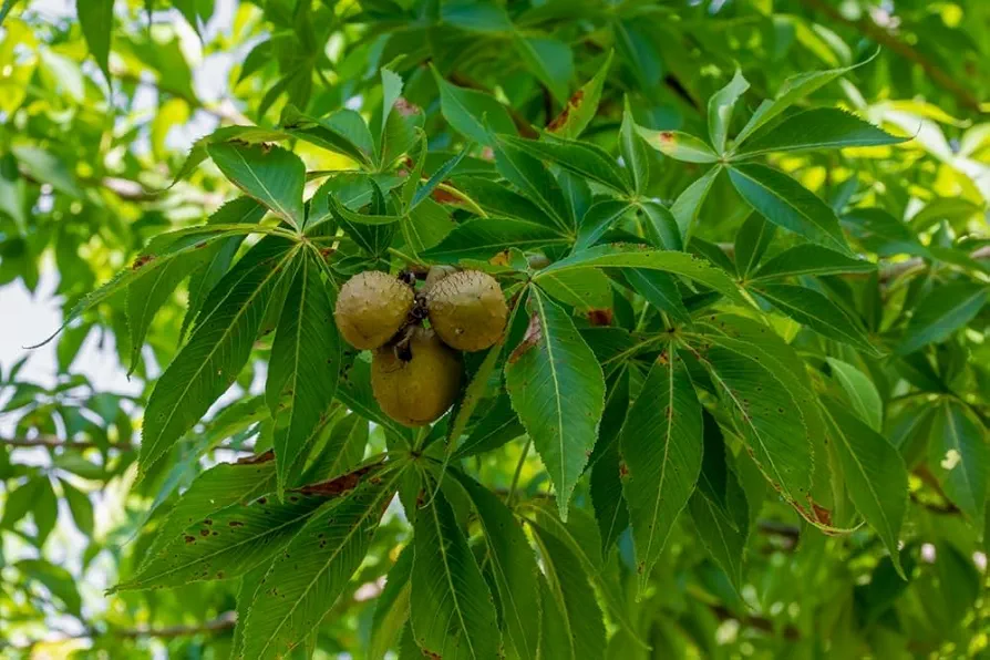 Ohio Buckeye Tree Seedlings for Planting - No Ship to California (3 Seedlings)