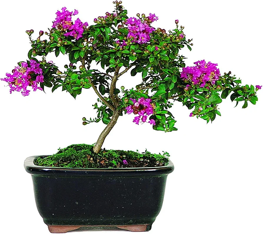 Crape Myrtle Bonsai Tree Seeds - 20 Seeds - Exotic Bark and Flowering Bonsai Tree Seeds