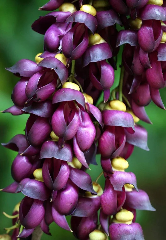 Climbing Jade Vine Seeds to Plant - 2 Big Healthy Seeds - Mucuna Sempervirens Seeds to Grow - Rare