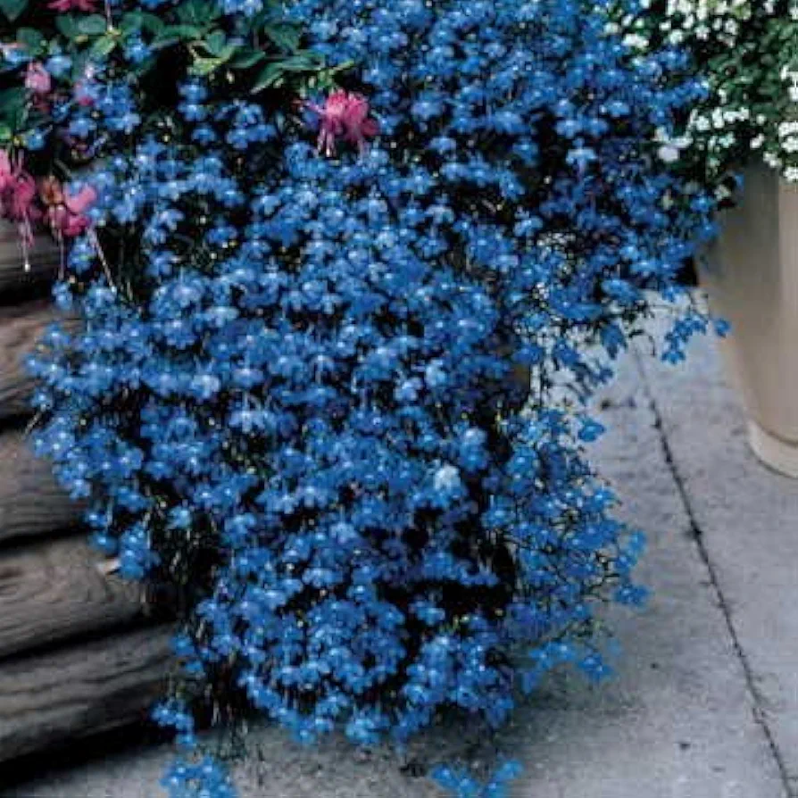 Park Seed Lobelia Flower Plant Seeds, Easy to Grow, Perfect for Spring Garden, Fountain Blue, Pack of 100