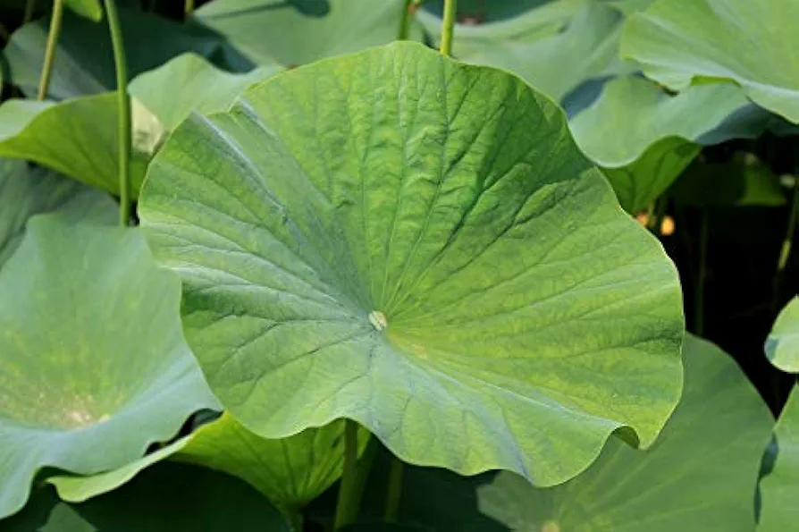 Lotus Garden Green Leaf Aquatic Lotus Leaf Plant-20 Inch by 30 Inch Laminated Poster with Bright Colors and Vivid Imagery-Fits Perfectly in Many Attractive Frames