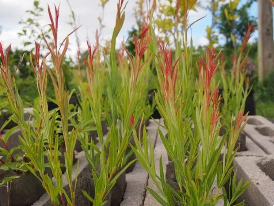Rubykins Willow Tree Cuttings - Attractive Red Tips, Popular for Basketry (10 Cuttings)