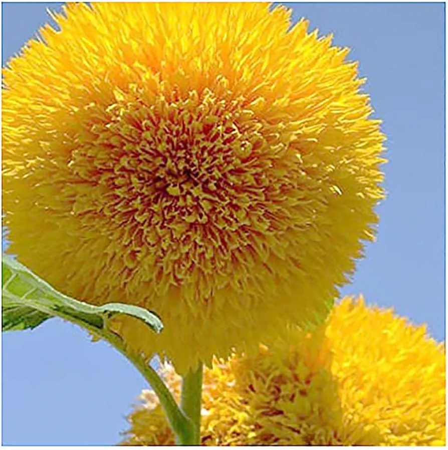 Teddy Bear - Fluffy, Giant Sunflower Seeds - 30 Seeds - Up to 7' Tall