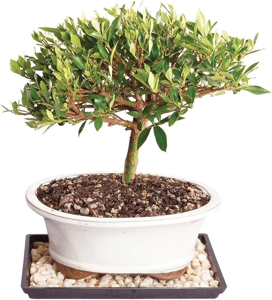 Brussel's Bonsai Live Gardenia Bonsai Tree, Outdoor Live Bonsai Tree - Small, 4 Years Old, 6 to 8 Inches Tall - Ceramic Bonsai Pot and Bonsai Humidity Tray