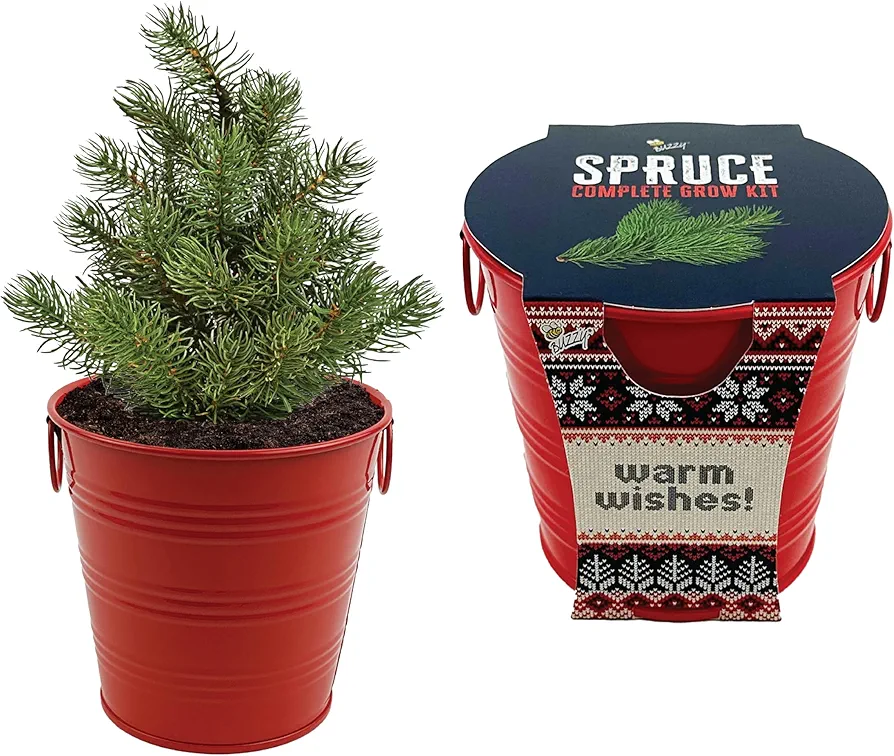 BUZZY SEEDS Spruce Tree Holiday Garden Grow Pail - Tree Starter Kit, Guaranteed to Grow, Best Indoor Grow Your Own Herbs & Plants Gardening Gift, Great for Gifts, Favors, Parties, Events, Unique & Fun