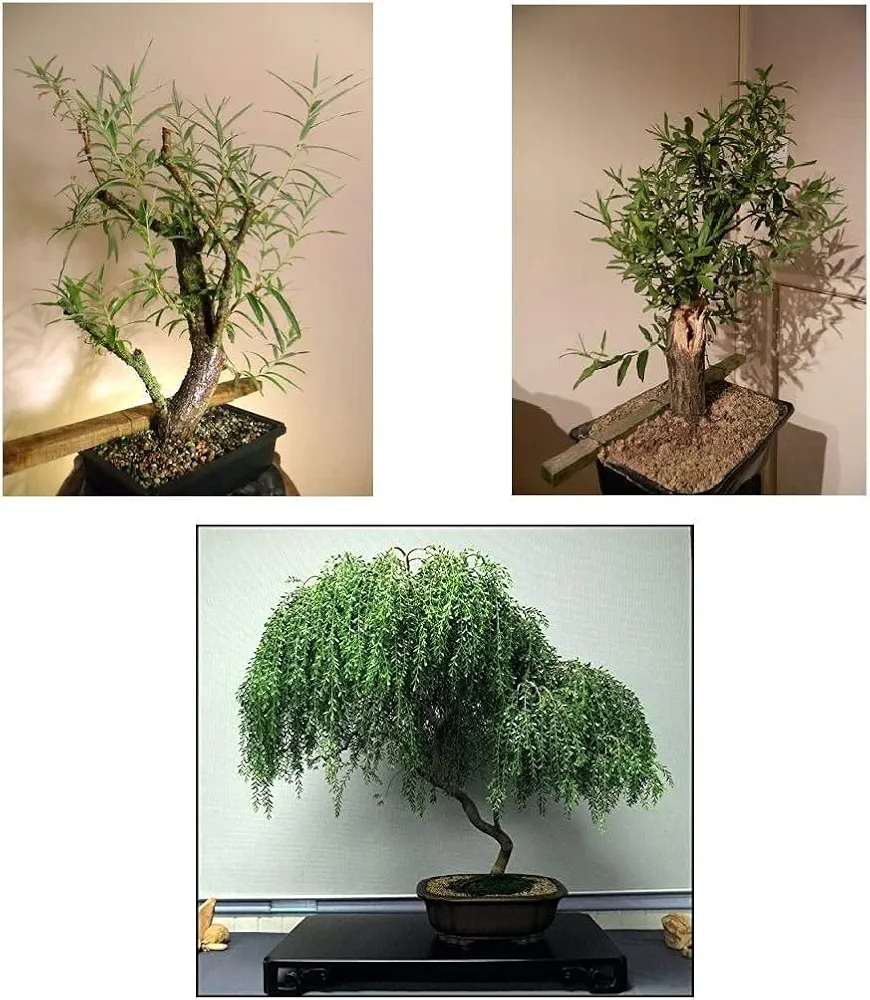 Bonsai Willow Tree Bundle - 1 Each of Dwarf Weeping, Globe Willow, Black Willow Tree Cuttings - Large Thick Trunks - Live Indoor Outdoor Bonsai Trees