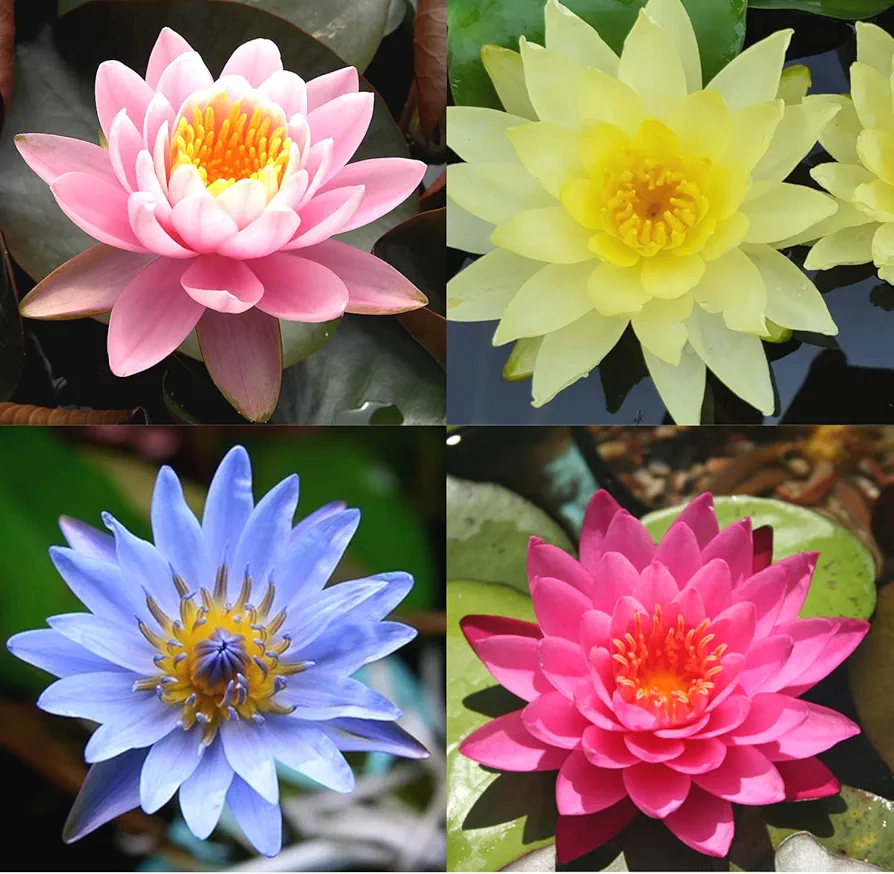 4 Pack Water Lily Tubers Live Aquatic Plant Freshwater Pond Garden Colorful by Greenpro