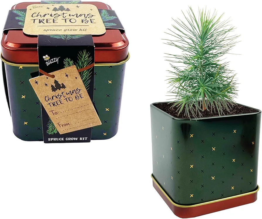 BUZZY Seeds Holiday Spruce Square Tin Grow Kit | Spruce 2-Pack | Guaranteed to Grow | Best Indoor-Outdoor Holiday Gifts, Favors for Events, Parties | Grow Your Own Herb Starter Kit for Kids & Adults