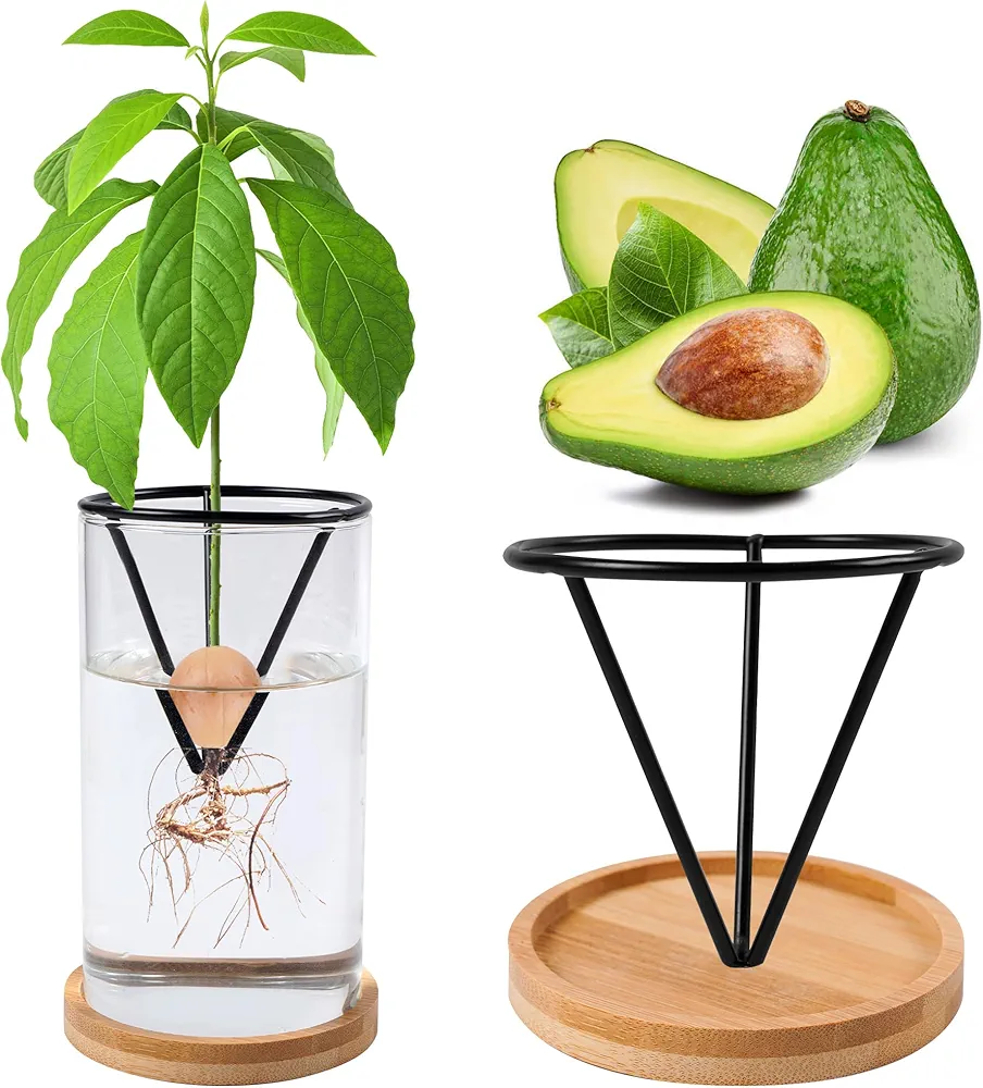 Bylion Avocado Tree Growing Kits, Avocado Growing Vase Wooden Base Avocado Seed Starter Vase Glass Plant Pot Easy Seed Sprout Starter Gift for Women Gardening Lovers Home Office Table Decoration