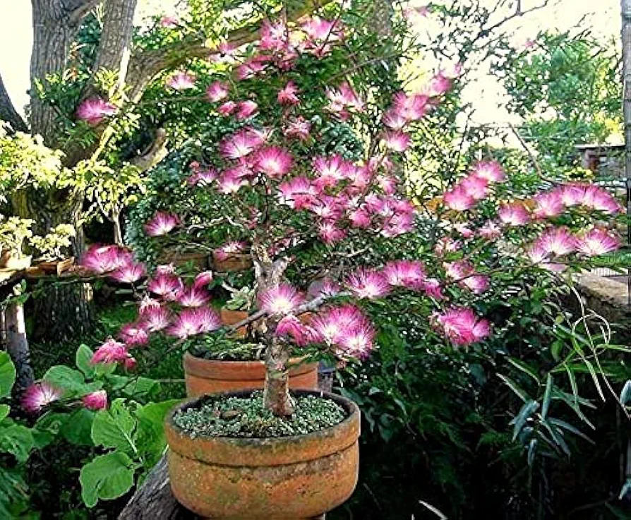 Pink Fairy Dust Tree Seeds - 10 Seeds - Calliandra eriophylla - Prized for Bonsai or Container Growing