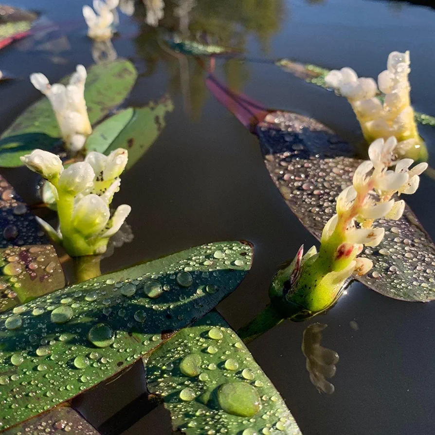 Live Aquatic Pond Plant Water Hawthorn: Hardy Outdoor Garden Water Pond Plants Lily Like Floating Pads Goldfish Koi Lotus Ponds Loves Shade Sun Flowers Beautiful White Vanilla Scented Lily