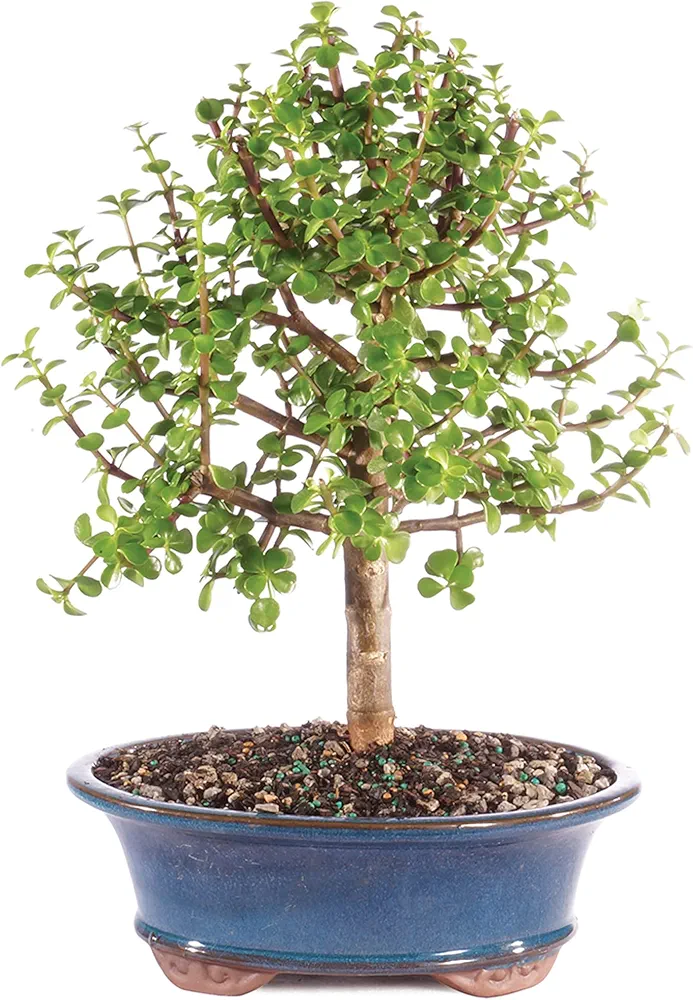 Brussel's Bonsai Live Dwarf Jade Bonsai Tree, Indoor - Large, 6 Years Old, 10 to 14 Inches Tall - Jade Tree in Decorative Ceramic Bonsai Pot