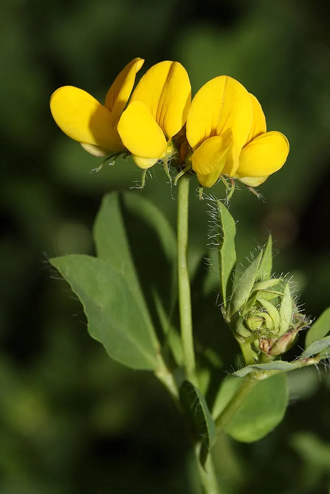 200 Birds Foot Trefoil (Birdfoot Deervetch / Cats Clover / Ground Honeysuckle) Lotus Corniculatus Fabaceae Flower (LSL) Seeds