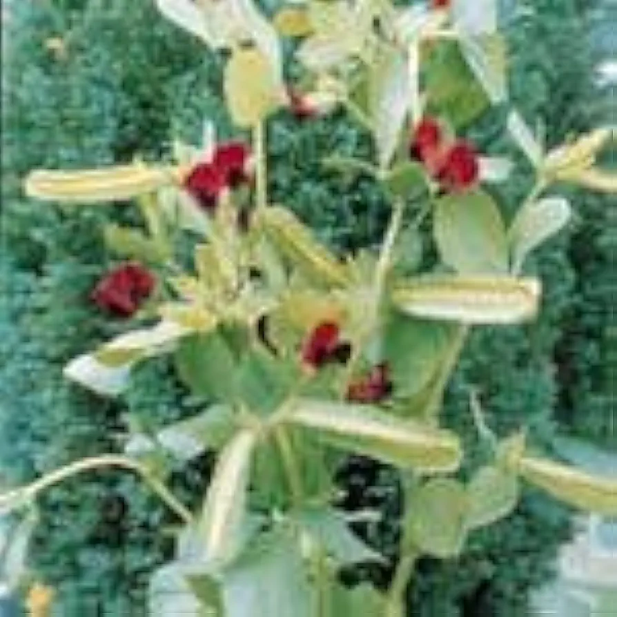 Lotus Red Wings 100 Seeds