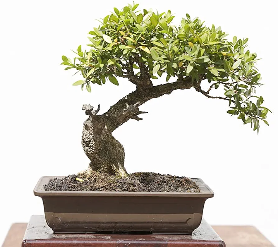Chinese Boxwood Bonsai Tree Seeds - Easy to Maintain, Slow Growing Bonsai Specimen