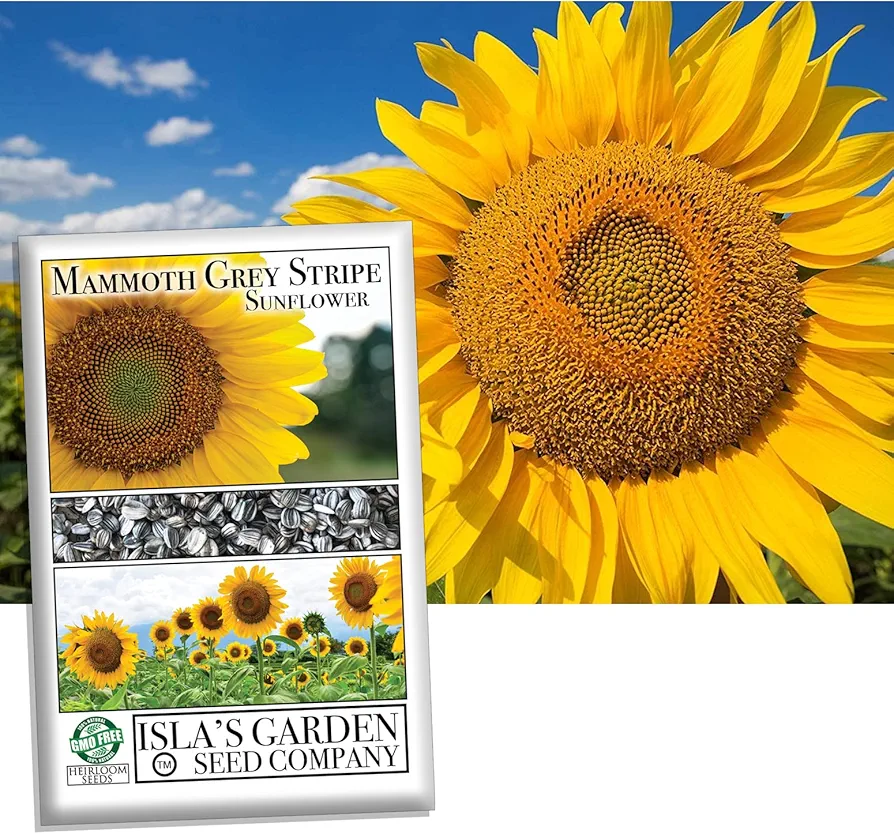 Mammoth Grey Stripe Sunflower Flower Seeds, 50+ Heirloom Seeds Per Packet, (Isla's Garden Seeds), Non GMO Seeds, Botanical Name: Helianthus annuus