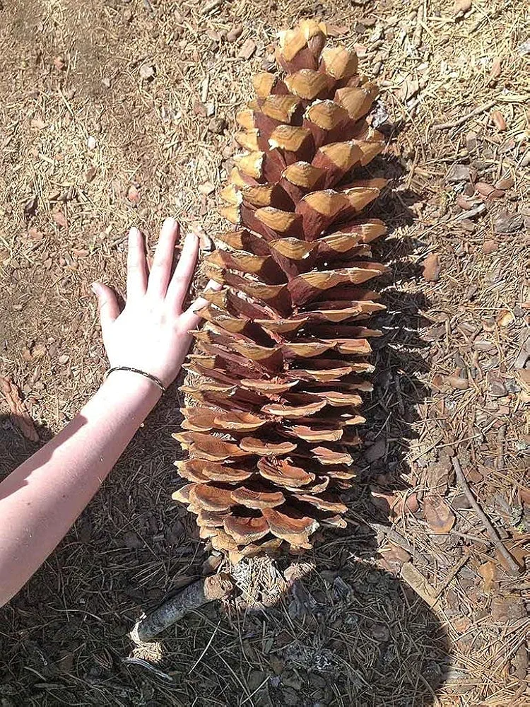 10 Giant Sugar Pine Tree Seeds for Planting - Produces The Largest Pine Cones on The Planet