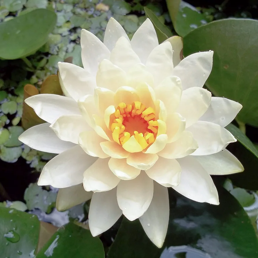 White Water-Lily Seeds Nymphaea Alba Aquatic Plant Fragrant Flowers Perennial Plant Ponds Outdoor 10Pcs Flower Seeds by YEGAOL Garden