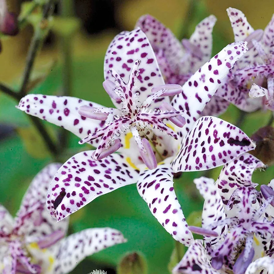 Japanese Toad Lily Seeds Perennial Deer Resistant Showy GMO Free Low Maintenance Patio Potted Ponds Streams Outdoor 30Pcs Flower Seeds by YEGAOL Garden