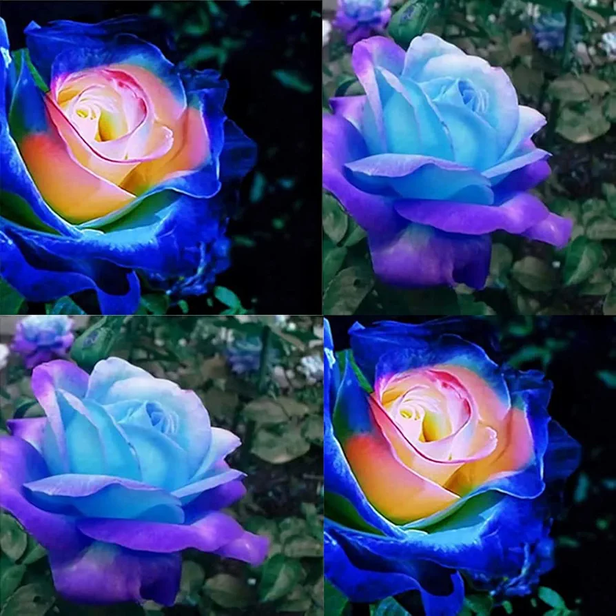 200+ Rare Blue Pink Roses Seeds for Planting, Hybrid Rare Rose, Perennial Shrub