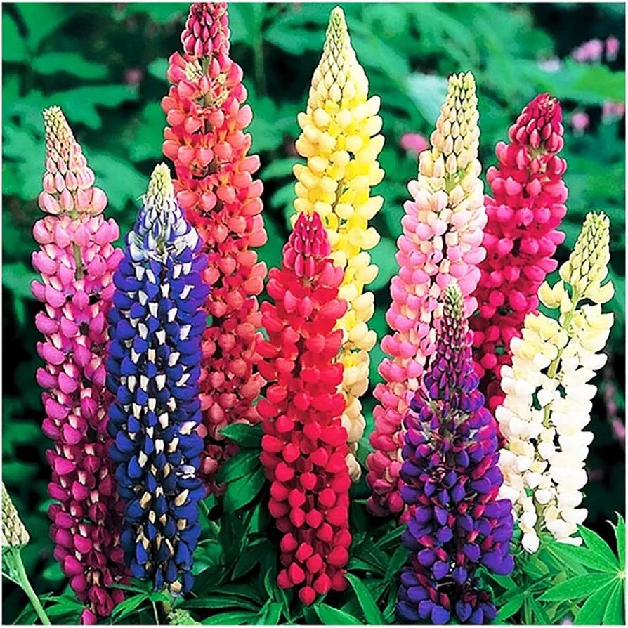 Russell Lupine Mixed Seeds - Giant Lupine - Colorful Perennial Wildflowers. Fall Planting is Ideal Along with Other Wildflowers.