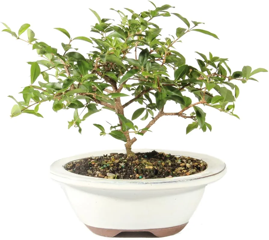 Brussel's Bonsai Live Barbados Cherry Bonsai Tree - Indoor Live Bonsai Tree with Ceramic Bonsai Pot