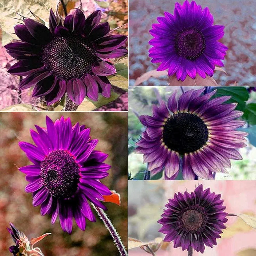 Daisy Garden 100Pcs Rare Purple Sunflower Seeds Beautiful Flower Home Garden Ornament
