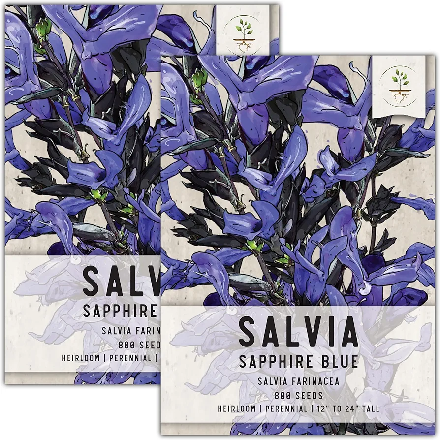 Seed Needs Sapphire Blue Sage Seeds for Planting - Heirloom & Open Pollinated Salvia - Grow a Butterfly Garden with Perennial Flowering Plants (2 Packs)